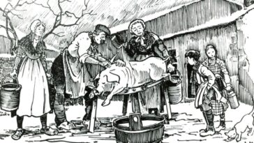 on tue le cochon