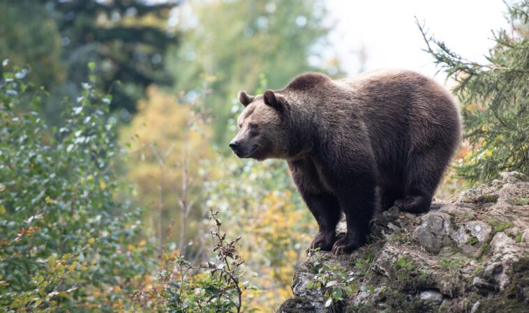 ours des Vosges