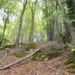 Trou des Fées Bois de Beaume-Haie