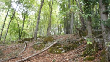 Trou des Fées Bois de Beaume-Haie