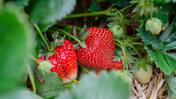 fraise
