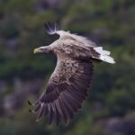 Pygargue à queue blanche (Crédits photo : Yathin S Krishnappa)