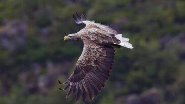 Pygargue à queue blanche (Crédits photo : Yathin S Krishnappa)