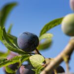 quetsches de Lorraine