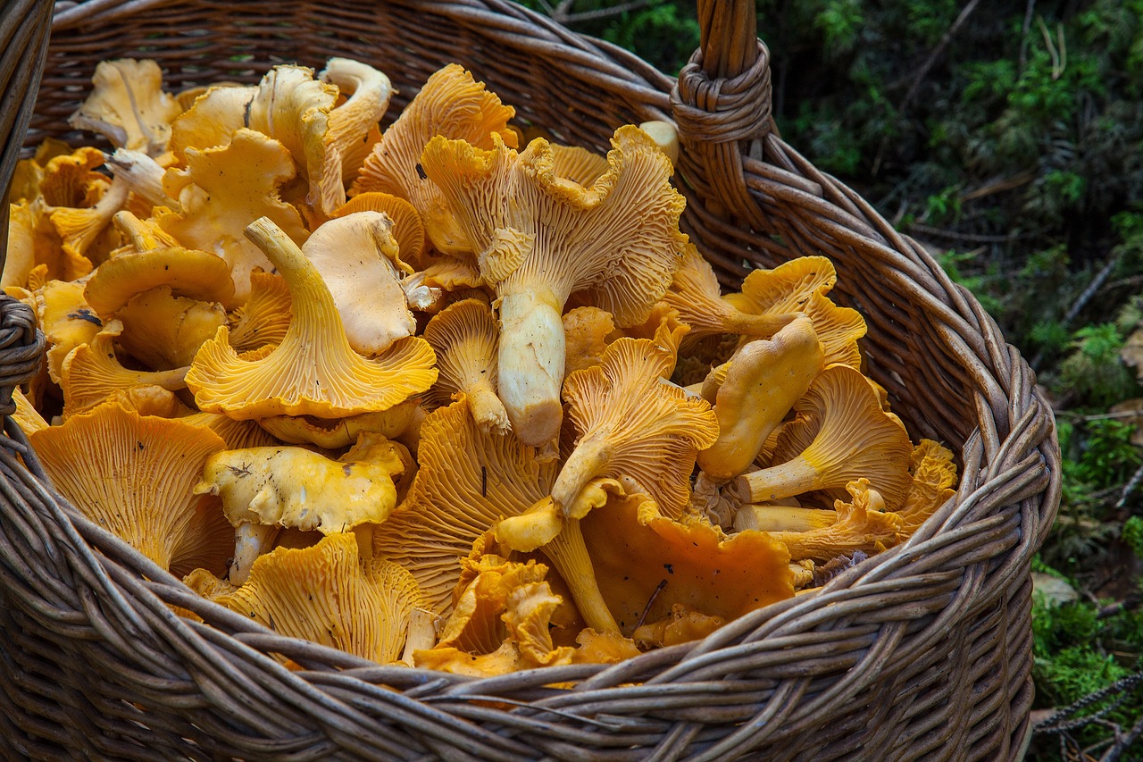 girolles