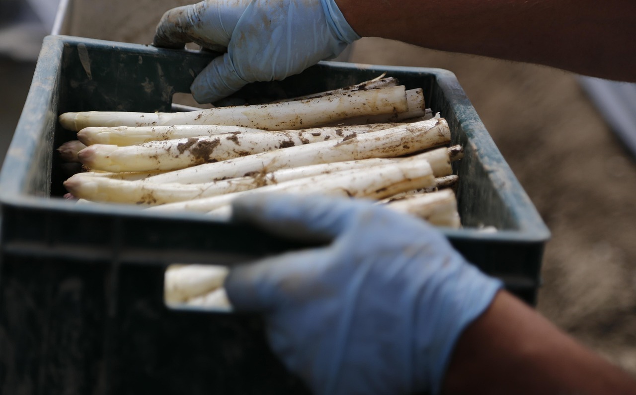 asperges récolte