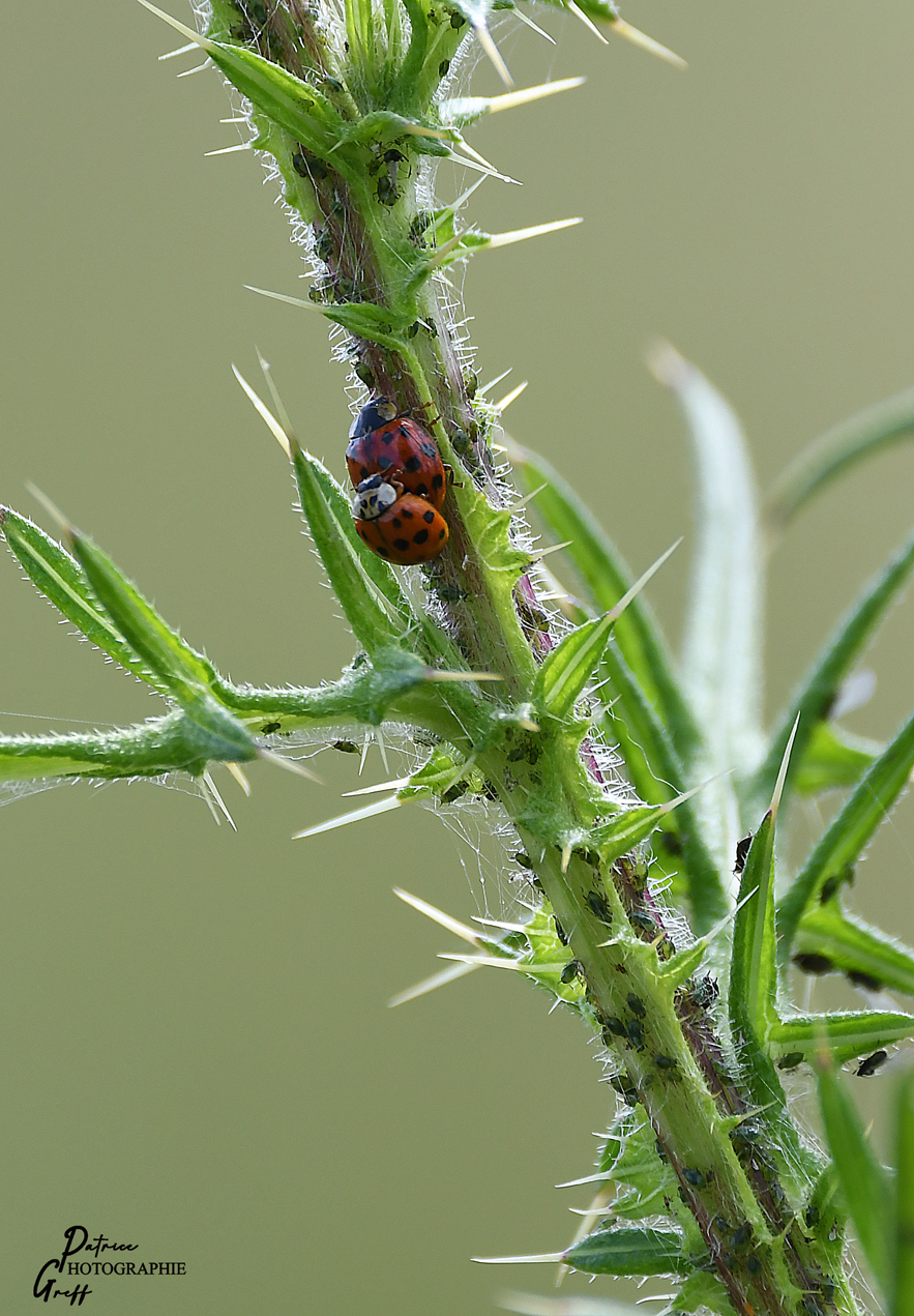 coccinelles et pucerons