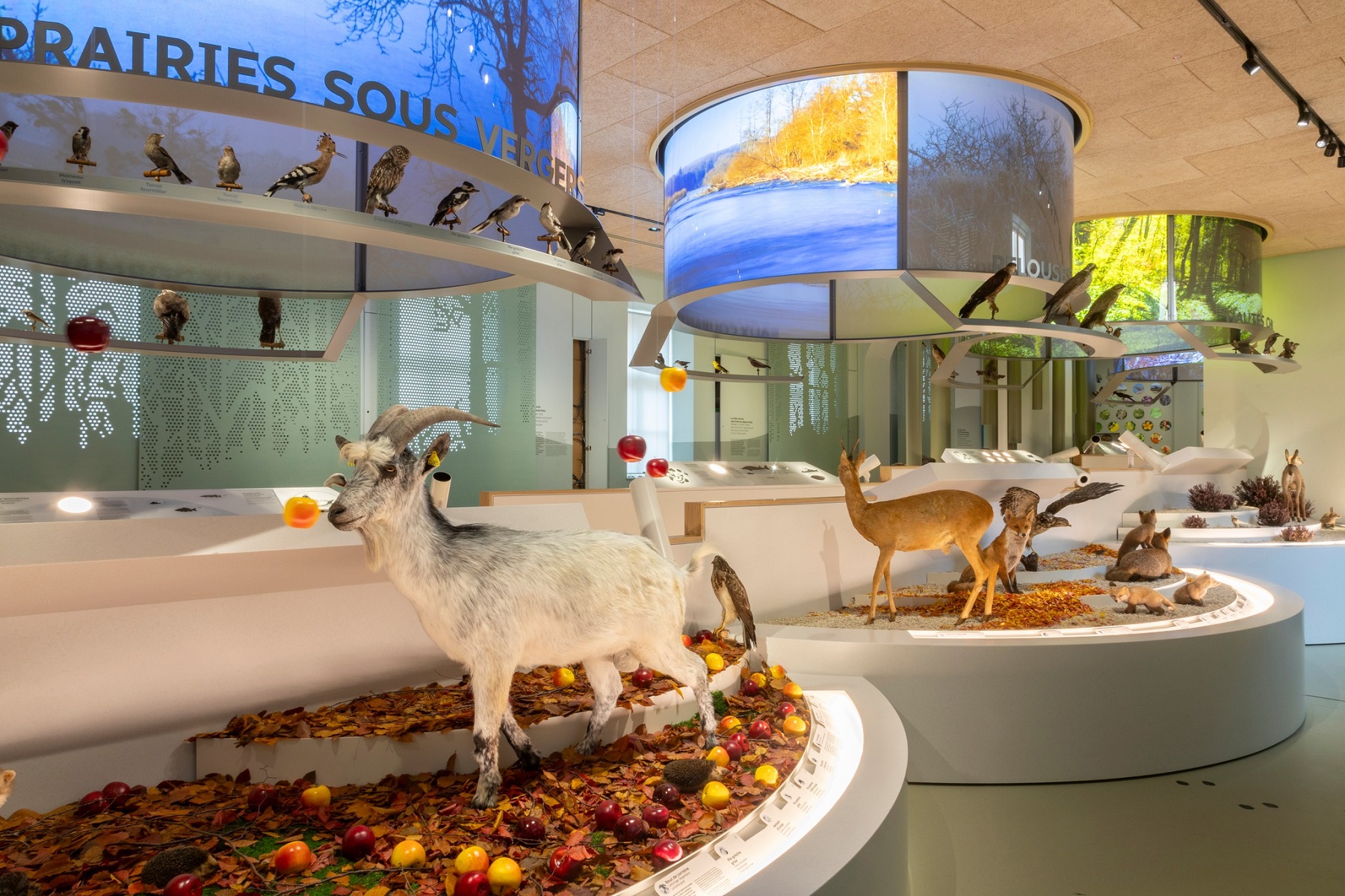 salle biodiversité lorraine