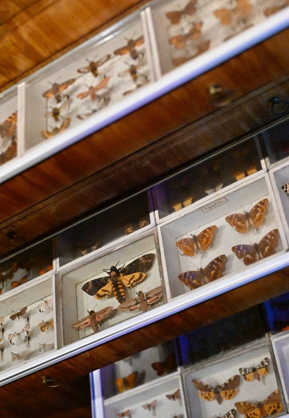 collection papillons