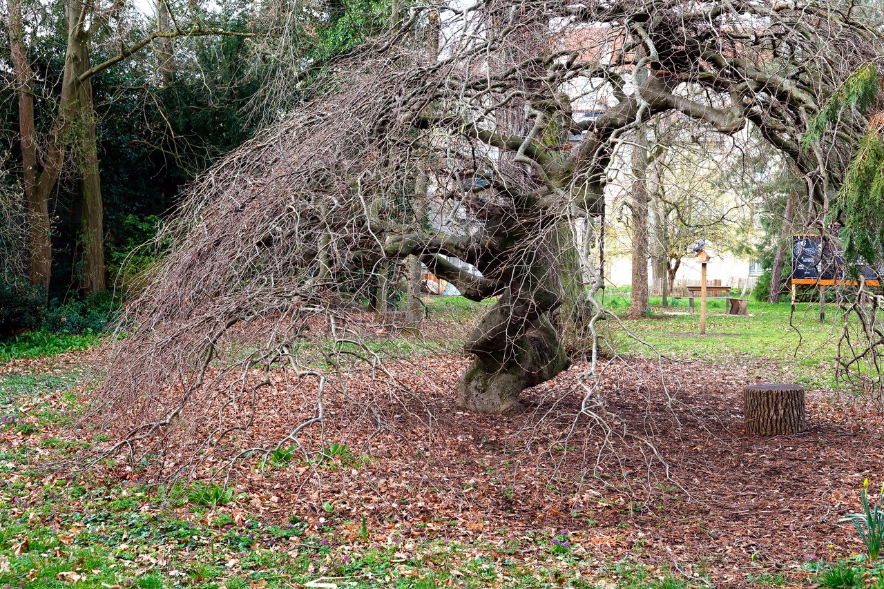 hêtre tortillard Nancy
