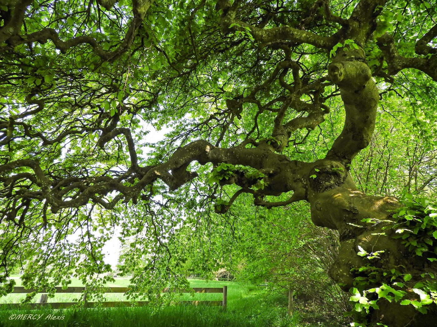 hêtre tortillard Augny