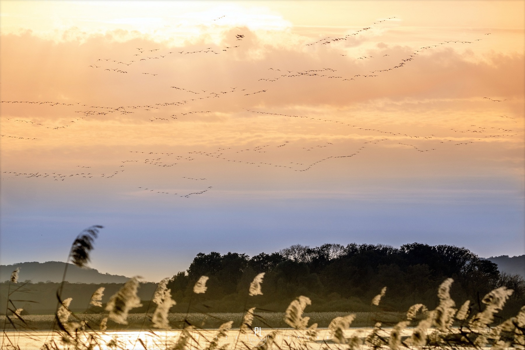 oiseaux migrateurs Etang Lachaussée