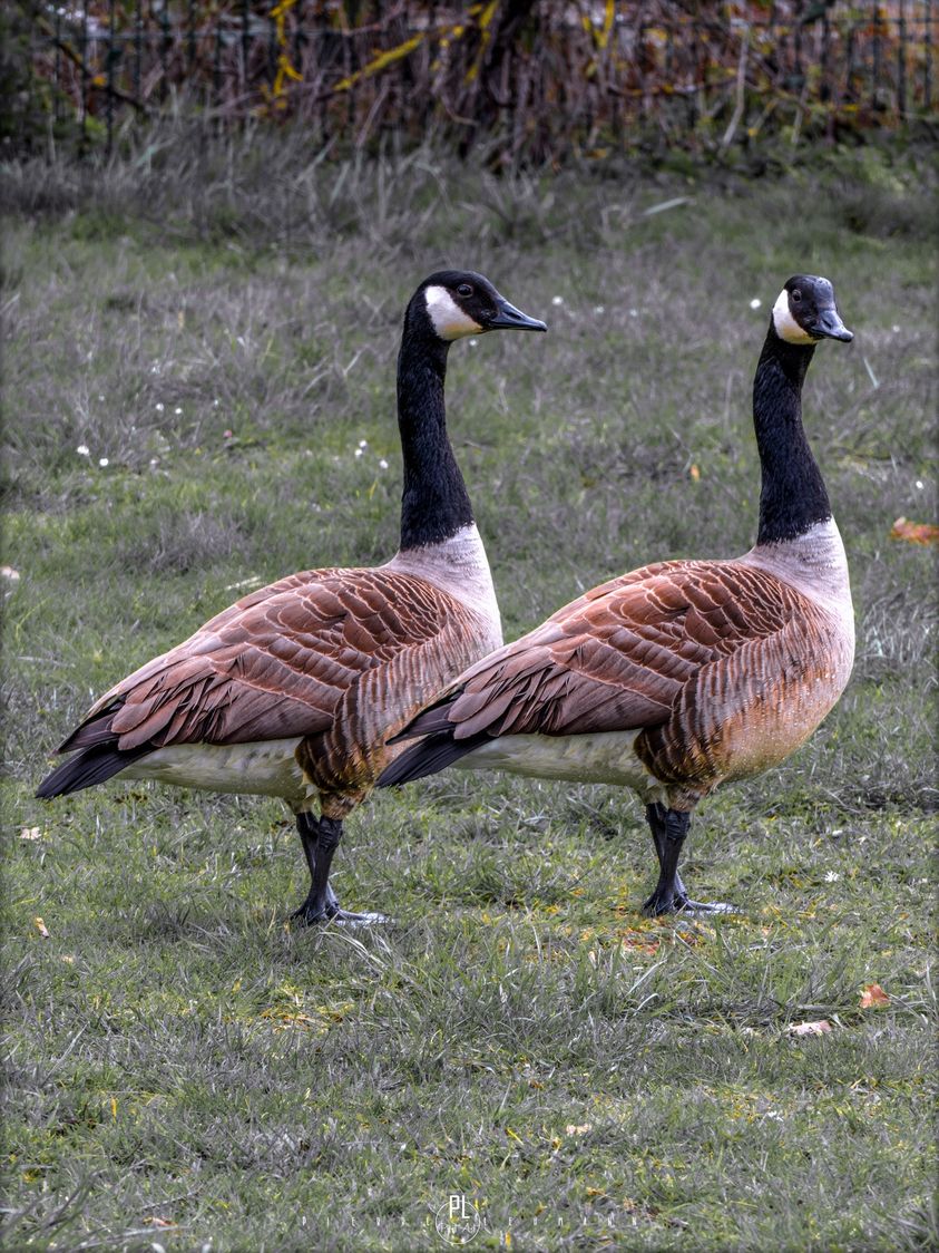 oies sauvage Lorraine