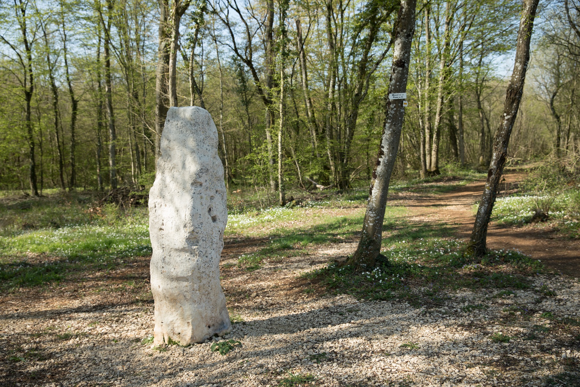 Pierre au Jô