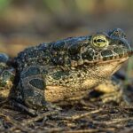 crapaud vert Moselle