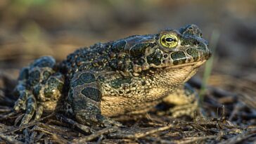 crapaud vert Moselle