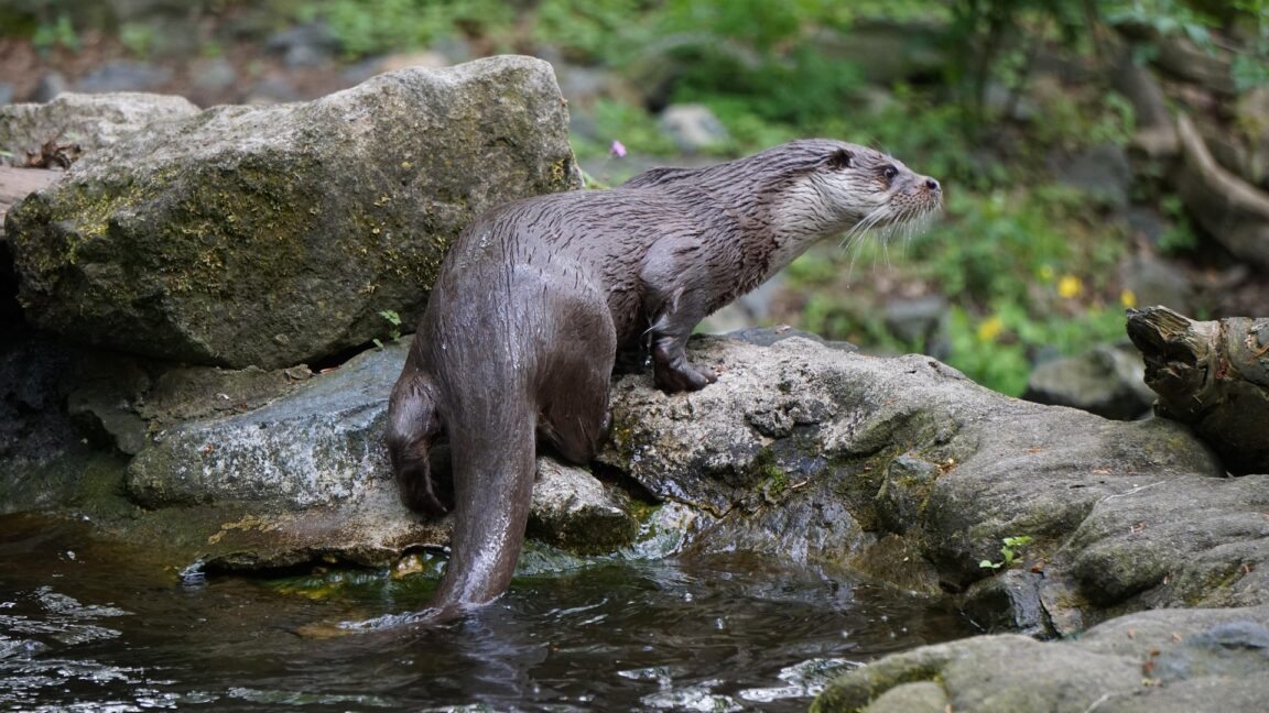 loutre d'Europe