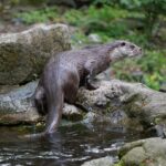 loutre d'Europe