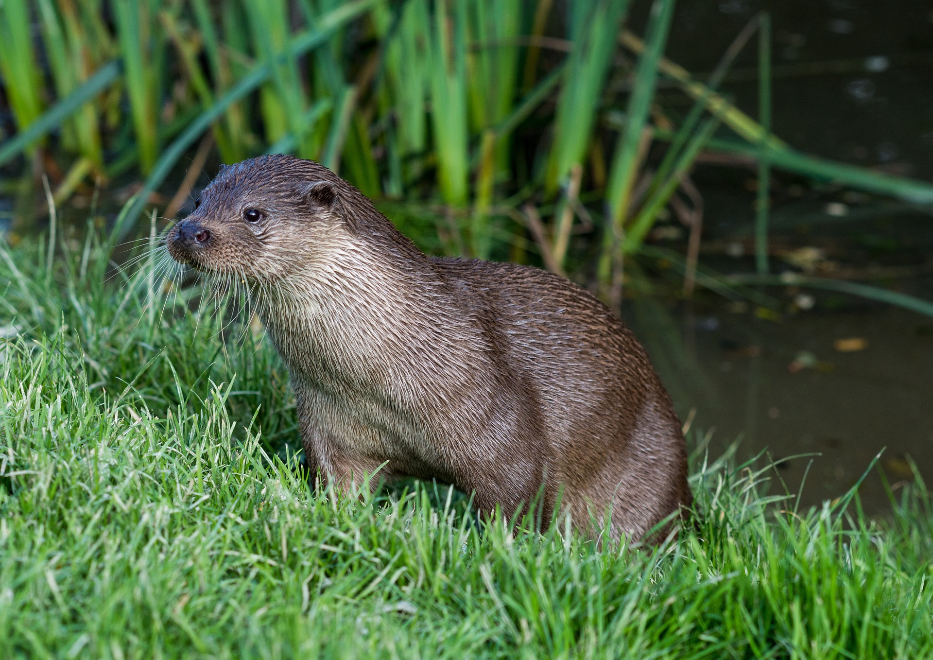 loutre