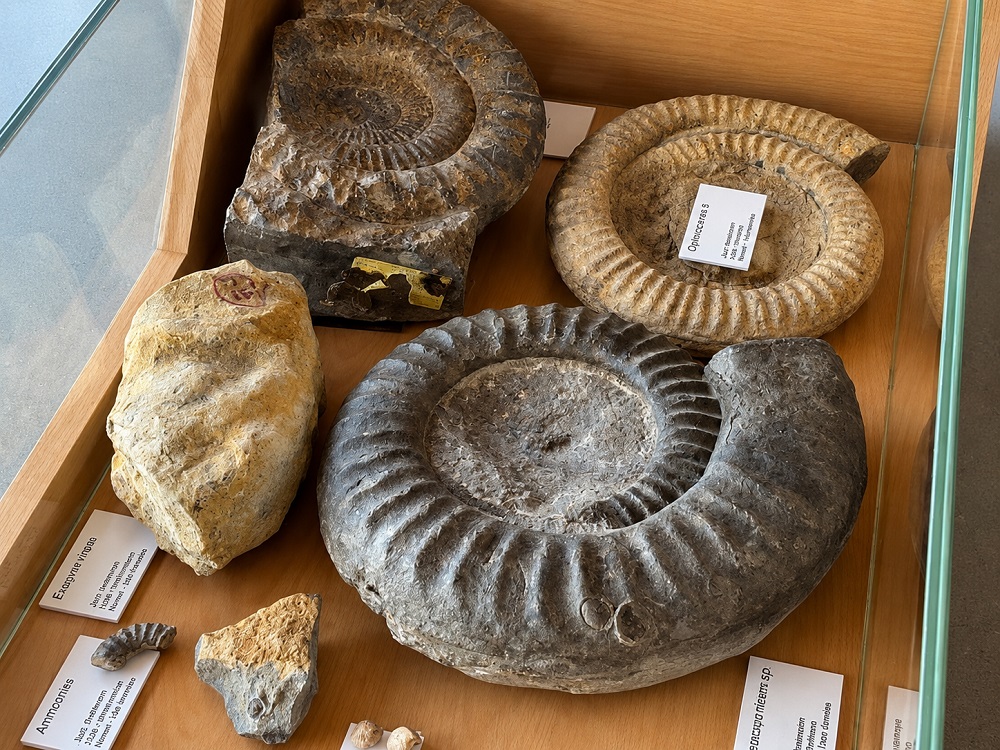 ammonites Hettange-Grande