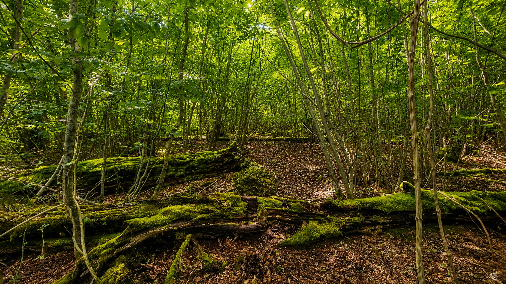 forêt réserve biologique intégrale