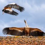 vautour