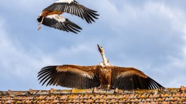 vautour