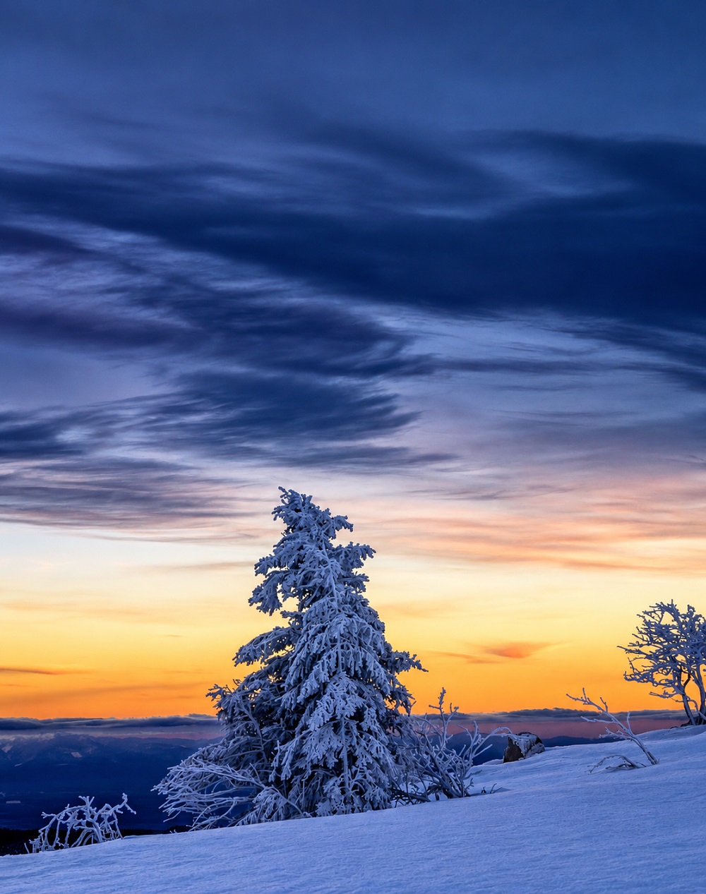 Vosges vivantes et sauvages