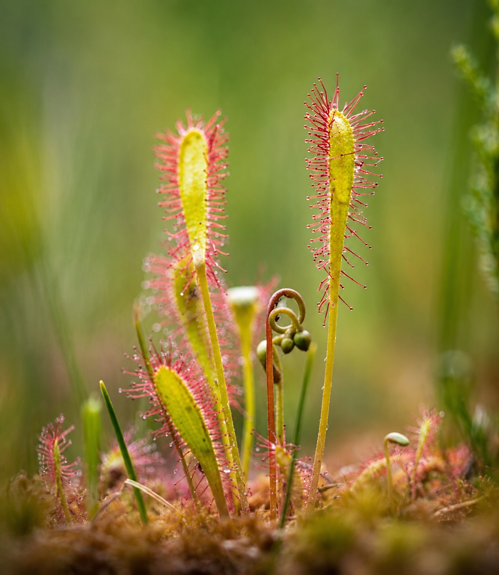 drosera