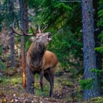 brame du cerf