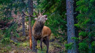 brame du cerf