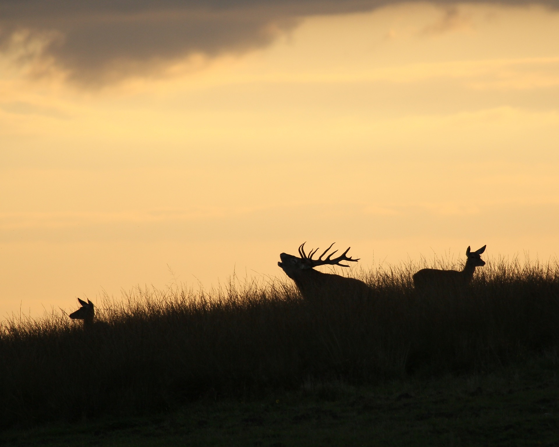 cerf Vosges